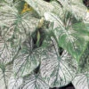 Menu Candidum Caladium 1 Menu Candidum Caladium -Gardening Series Store 72104 candidum caladium 1