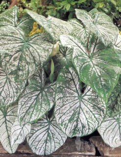 Menu Candidum Caladium