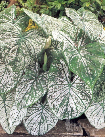 Menu Candidum Caladium 3 Menu Candidum Caladium