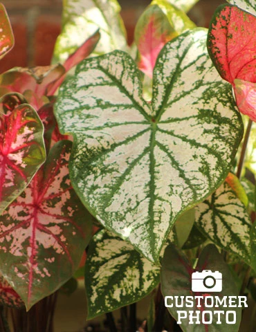 Menu Candidum Caladium 5 Menu Candidum Caladium - Image 3