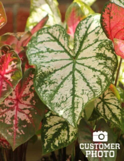 Menu Golden Glory Shade Garden Collection -Gardening Series Store 72104 candidum caladium 3