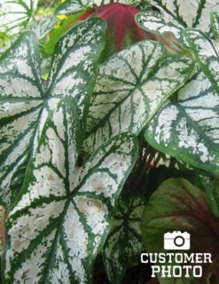 Menu Candidum Caladium 9 Menu Candidum Caladium -Gardening Series Store 72104 candidum caladium 4 1