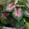 Menu Carolyn Whorton Caladium -Gardening Series Store 72105 carolyn whorton caladium