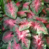 Menu Postman Joyner Caladium 2 Menu Postman Joyner Caladium -Gardening Series Store 72106 1