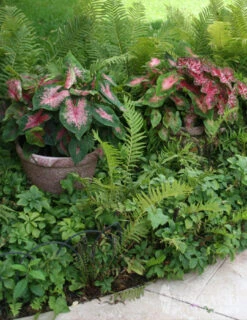 Menu Blazing Scarlet Shade Planter Collection -Gardening Series Store 72106 postman joyner caladium