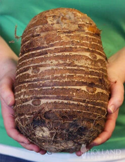 Menu Fancy Foliage Collection -Gardening Series Store 72116 jumbo elephant ear 2