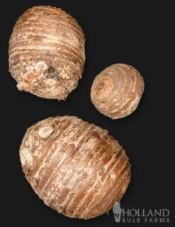 Menu Fancy Foliage Collection -Gardening Series Store 72116 jumbo elephant ear 3