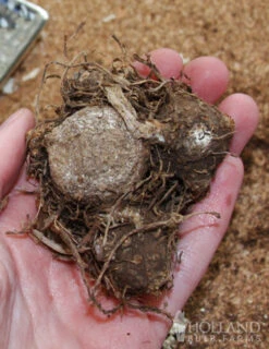 Menu Summer Patio Container Garden 23 Menu Summer Patio Container Garden -Gardening Series Store 72117 moonlight caladium 2 1