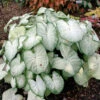 Menu Moonlight Caladium -Gardening Series Store 72117 moonlight caladium 3 2