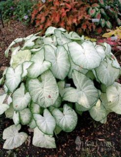 Menu Moonlight Garden Of Summer Blooms -Gardening Series Store 72117 moonlight caladium 3 3
