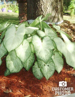 Menu Summer Patio Container Garden 22 Menu Summer Patio Container Garden -Gardening Series Store 72117 moonlight caladium 4 1