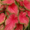 Menu Sweetheart Caladium -Gardening Series Store 72119 sweetheart caladium