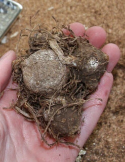 Menu Shady Container Garden Collection -Gardening Series Store 72119 sweetheart caladium 2 2