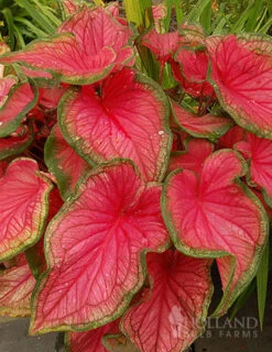 Menu Shady Container Garden Collection -Gardening Series Store 72119 sweetheart caladium 3