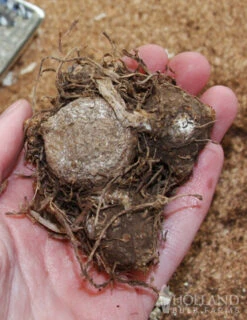 Menu Summer Patio Container Garden 25 Menu Summer Patio Container Garden -Gardening Series Store 72121 red ruffles caladium 2 1