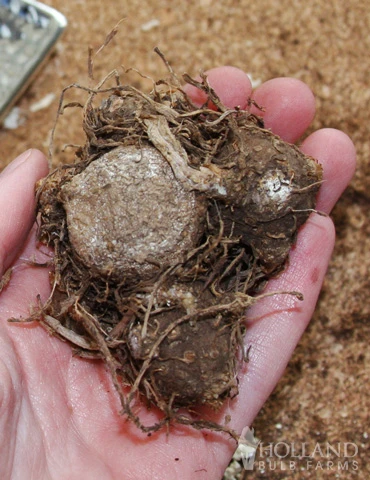 Menu Summer Patio Container Garden 10 Menu Summer Patio Container Garden - Image 8