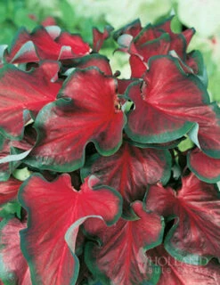 Menu Bridgets Apricot Shade Trio -Gardening Series Store 72121 red ruffles caladium