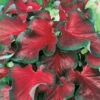 Menu Red Ruffles Caladium -Gardening Series Store 72121 red ruffles caladium 3