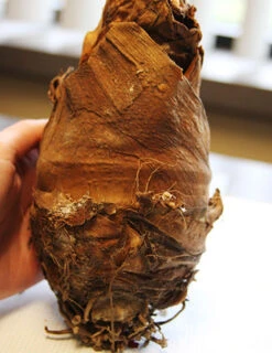 Menu Fancy Foliage Collection -Gardening Series Store 72122 upright elephant ear