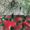 Menu Red And White Caladium Collection -Gardening Series Store 72131 red and white caladium collection
