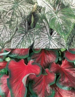 Menu Red And White Caladium Collection