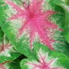 Menu Roseglow Caladium 1 Menu Roseglow Caladium -Gardening Series Store 72136 roseglow caladium