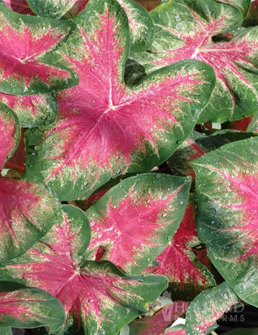 Menu Roseglow Caladium 4 Menu Roseglow Caladium - Image 2