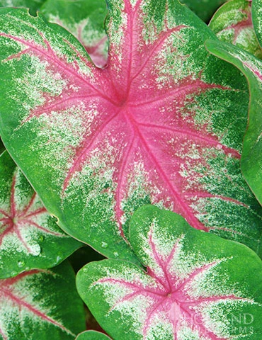 Menu Roseglow Caladium 3 Menu Roseglow Caladium