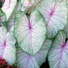 Menu Summer Breeze Caladium -Gardening Series Store 72137 summer breeze caladium 2