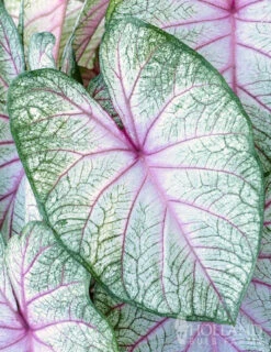 Menu Summer Breeze Caladium -Gardening Series Store 72137 summer breeze caladium 3
