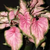Menu Va Va Violet Caladium