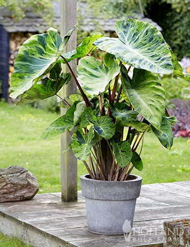 Menu Mojito Elephant Ear 4 Menu Mojito Elephant Ear - Image 2