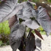 Menu Diamond Head Elephant Ear -Gardening Series Store 72142 diamond head elephant ear