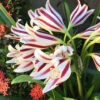 Menu Stars & Stripes Crinum Lily 1 Menu Stars & Stripes Crinum Lily -Gardening Series Store 72143 stars and stripes crinum lily