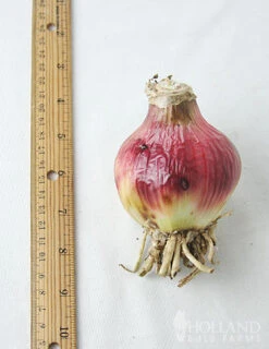 Menu Stars & Stripes Crinum Lily -Gardening Series Store 72143 stars and stripes crinum lily 2