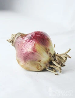 Menu Stars & Stripes Crinum Lily -Gardening Series Store 72143 stars and stripes crinum lily 3