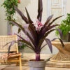 Menu Asiatica Purple Crinum Lily -Gardening Series Store 72144 asiatica purple crinum lily 2