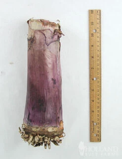 Menu Asiatica Purple Crinum Lily -Gardening Series Store 72144 asiatica purple crinum lily 3