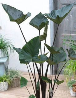 Menu Tropical Container Garden Collection -Gardening Series Store 72145 tea cup elephant ear 1