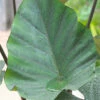 Menu Tea Cup Elephant Ear 2 Menu Tea Cup Elephant Ear -Gardening Series Store 72145 tea cup elephant ear 2