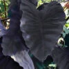 Menu Black Magic Elephant Ear 1 Menu Black Magic Elephant Ear -Gardening Series Store 72146 black magic elephant ear