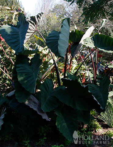 Menu Black Magic Elephant Ear 4 Menu Black Magic Elephant Ear - Image 2