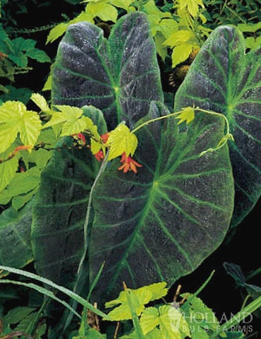 Menu Elephant Ear Illustris 4 Menu Elephant Ear Illustris - Image 2