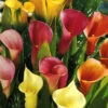 Menu Hybrid Calla Lilies Mixed Value Bag -Gardening Series Store 73101 hybrid calla lilies mixed value bag
