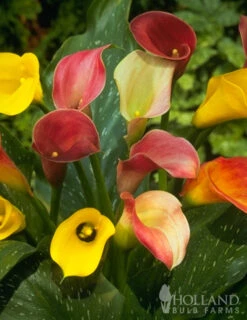 Menu Ultimate Garden Collection 15 Menu Ultimate Garden Collection -Gardening Series Store 73101 hybrid calla lilies mixed value bag 2 2