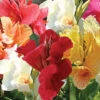 Menu Mixed Tall Canna Value Bag 2 Menu Mixed Tall Canna Value Bag -Gardening Series Store 73102 mixed tall canna value bag