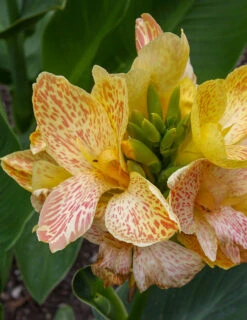 Menu Dwarf Canna Collection -Gardening Series Store 73108 1