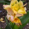 Menu Picasso Dwarf Canna -Gardening Series Store 73108 2 3