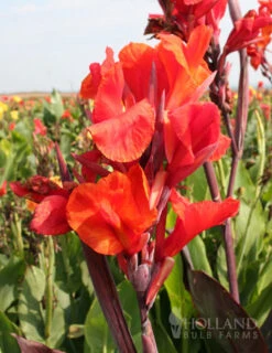 Menu Crazy For Cannas Collection -Gardening Series Store 73110 red king humbert canna 3