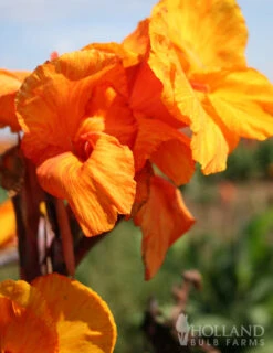 Menu Crazy For Cannas Collection -Gardening Series Store 73112 wyoming canna 2 2